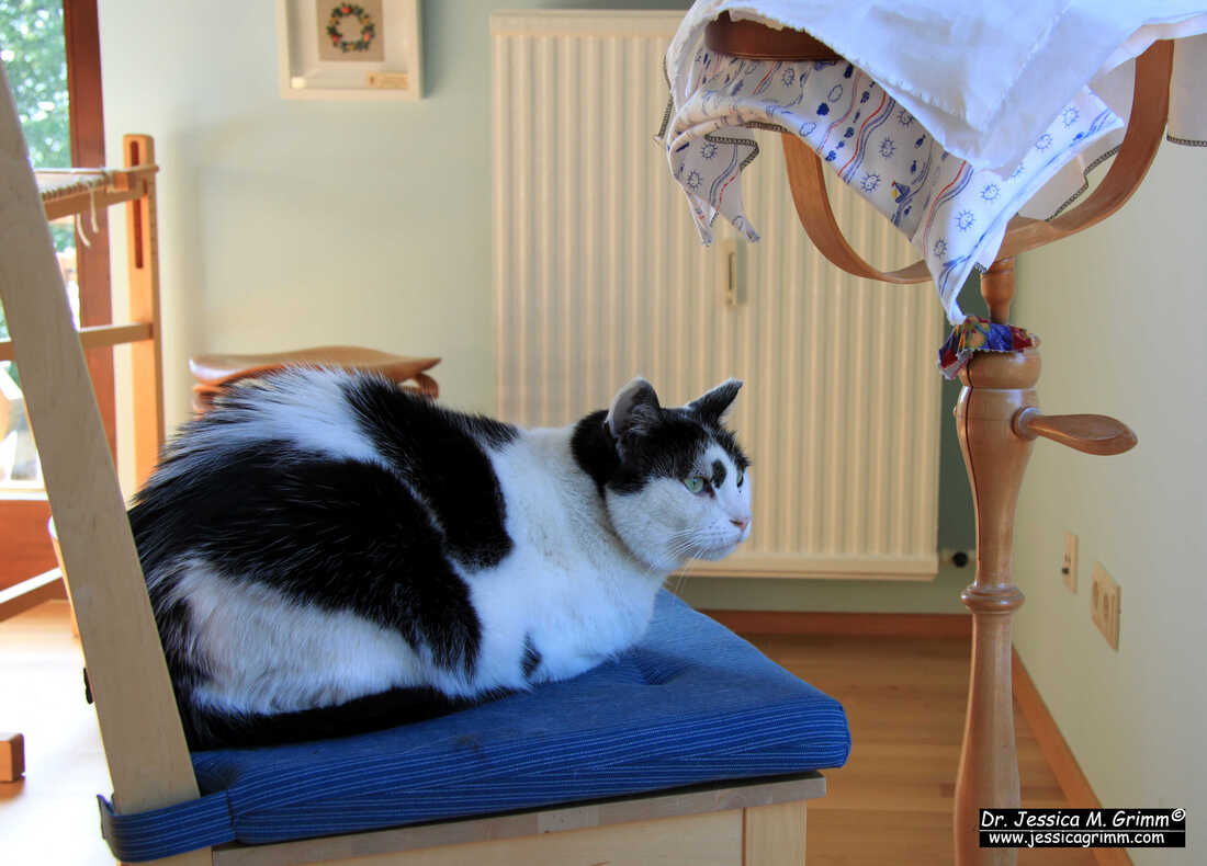 Sammie the cat on a chair in my embroidery studio